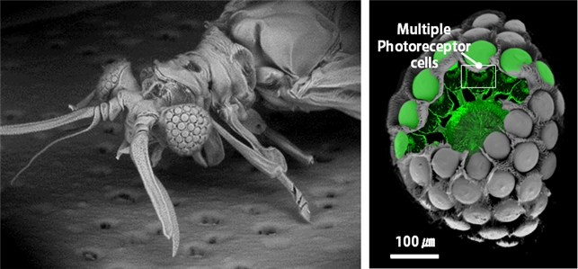 KAIST, 곤충 눈 구조 모방한 ‘초박형 카메라’ 제시